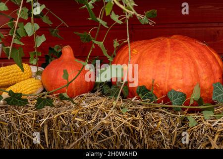 Decorazione fatta di grandi zucche d'arancia e di pannocchie di mais dolci, giacente su un fieno. Vibrazioni autunnali. Grazie. Foto Stock