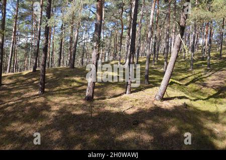 Götzer Berg 108 m a Brandeburgo, Germania - 6 ottobre 2021. Foto Stock