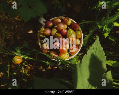 Frutti di bosco maturi appena raccolti in una tazza nella vista dall'alto del giardino Foto Stock