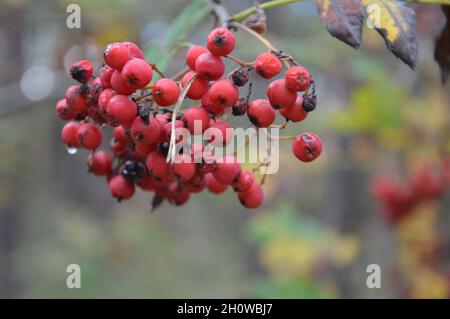 Götzer Berg 108 m a Brandeburgo, Germania - 6 ottobre 2021. Foto Stock