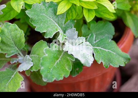 Foglie verdi di rosmarino di ashen in una pentola di fiori, fuoco sfocato. Foto Stock