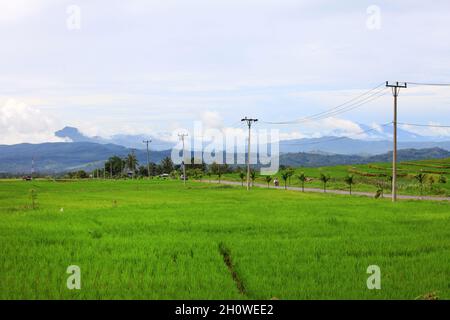 Risaie a Padang Panjang con montagne sullo sfondo a Sumatra Occidentale, Indonesia. Foto Stock