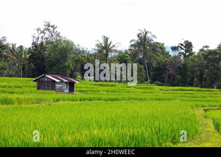 Risaie a Padang Panjang con montagne sullo sfondo a Sumatra Occidentale, Indonesia. Foto Stock