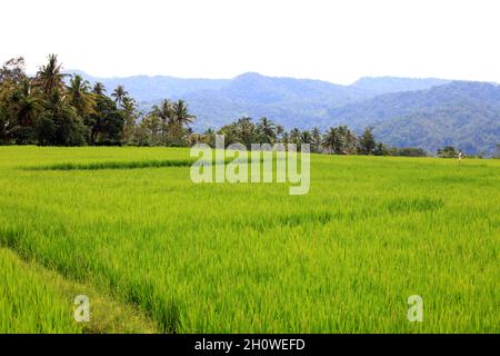 Risaie a Padang Panjang con montagne sullo sfondo a Sumatra Occidentale, Indonesia. Foto Stock