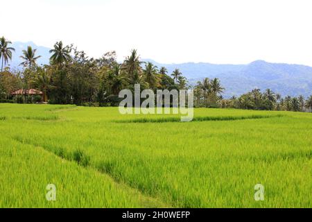 Risaie a Padang Panjang con montagne sullo sfondo a Sumatra Occidentale, Indonesia. Foto Stock