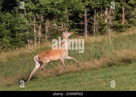 Cervi carpazi (Cervus elaphus) in habitat naturale. Montagne di Harghita, Romania Foto Stock