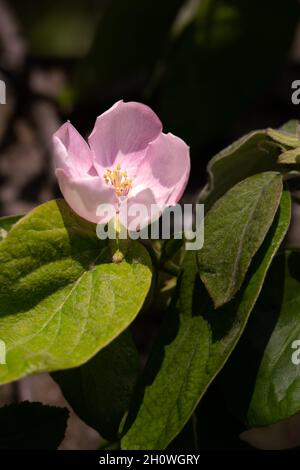 Una mela cotogna rosa chiaro o Cydonia oblonga sboccia al sole in primavera Foto Stock