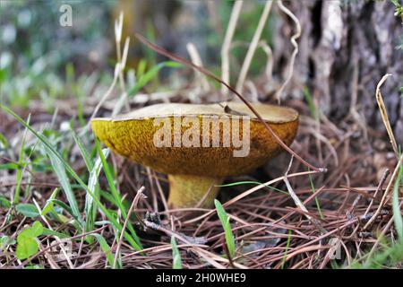 Primo piano di un suillus bovino che cresce in una foresta alla luce del giorno Foto Stock