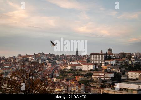 Paesaggio urbano dalla città di Porto con un gabbiano visto da Gaia Foto Stock