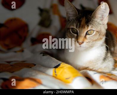 Un gattino calico/tabby si siede a metà in ombra su una coperta a tema autunnale Foto Stock
