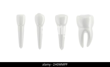 Denti isolati su sfondo bianco. Disposti in fila. illustrazione 3d. Incisore, canino premolare e molare. Foto Stock