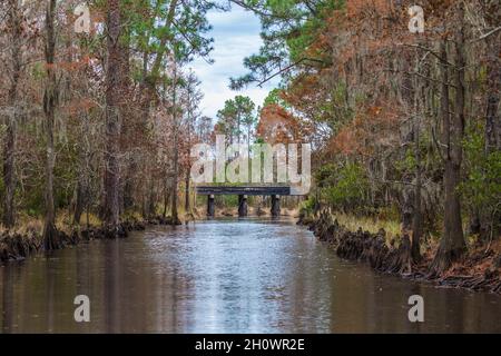 Ponte di cemento nella radura di pini e cipressi nella palude vicino Pascagoula, Mississippi Foto Stock