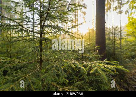 La rugiada cade in una foresta in una mattinata di nebbia nei boschi, mentre il sole splende luminoso sullo sfondo del momento autunnale. Foto Stock