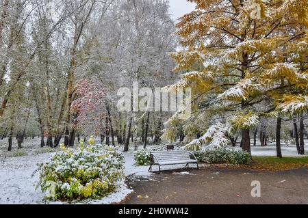 Prima nevicata nel parco cittadino - paesaggio di fine autunno o inizio inverno. Aghi soffici dorati di larice, albero di rowan con foglie rosse e bacche, cespugli a Foto Stock