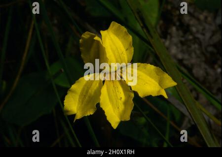 Hop Goodenia (Goodenia ovata) è uno dei più comuni arbusti fioriti in Australia, che è il motivo per cui difficilmente li notiamo! Parco statale di Warrantyte. Foto Stock