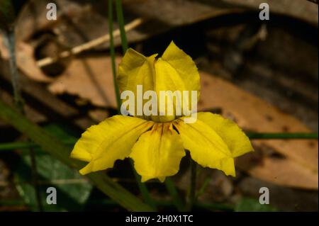 Hop Goodenia (Goodenia ovata) è uno dei più comuni fiori selvatici in Australia Meridionale - probabilmente perché non si notano i loro graziosi fiori gialli! Foto Stock