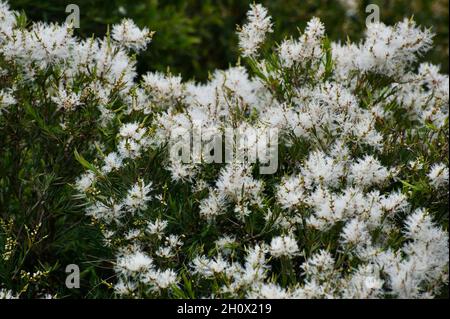 Questo Melaleuca Linarifolia è noto come neve in estate. La soffice fioritura bianca ricopre l'albero in 'sow'. Alberi di strada comuni a Victoria, Australia. Foto Stock