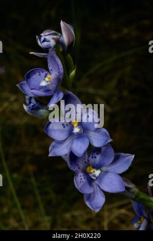 Le orchidee di sole spotted (Thelymitra Ixioides) hanno spesso parecchi fiori su un gambo - che fa un'immagine molto graziosa alla riserva Willam di Baluk. Foto Stock