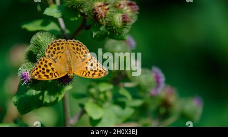 Primo piano di una farfalla arancione Foto Stock