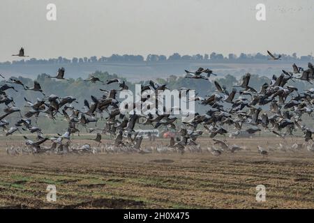 Valle di Hula. 14 Ott 2021. Un gregge di gru grigie migranti sono visti al lago di conservazione di Agamon Hula nel nord Israele, 14 ottobre 2021. Ogni anno, centinaia di migliaia di uccelli oltrepassano Agamon, una tappa importante per la migrazione di uccelli lungo il Rift siriano-africano, che si dirigono verso l’Africa e poi di nuovo verso l’Europa, e alcuni trascorrono l’inverno al lago. Credit: Ayal Margolin/JINI via Xinhua/Alamy Live News Foto Stock