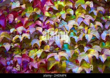 buntes Herbstlaub im Sonnenlicht in allen Farben schillernd Foto Stock