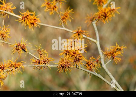 Hamamelis x intermedia croce tra Hamamelis mollis e Hamamelis japonica. Hamamelis x intermedia 'Afrodite' ha un flusso rosso-arancio, dolcemente profumato Foto Stock