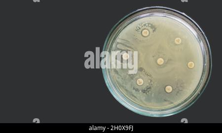 Test di sensibilità antimicrobica antibatterica antibiale antibiogramma Foto Stock