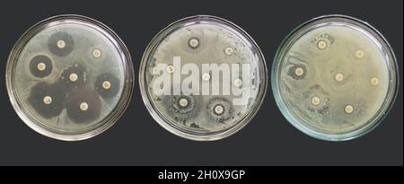 Antibiogramma resistenza multipla batteri test di suscettibilità antimicrobica Foto Stock