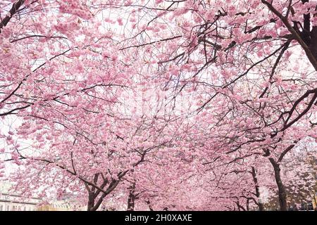 Vista ad angolo basso degli alberi rosa fioriti Foto Stock