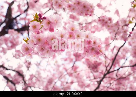 Low angle view of cherry blossoms Foto Stock