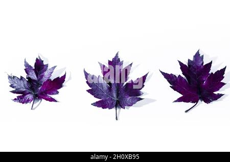 Autunno foglia secca caduta da albero su sfondo bianco Foto Stock