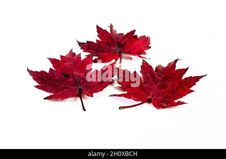 Autunno foglia secca caduta da albero su sfondo bianco Foto Stock
