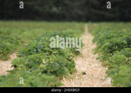 Un cespuglio di fragole con frutta matura e verde in giardino. Foto Stock