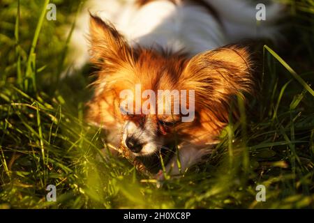 Il cane Papillon, il Continental Toy Spaniel. Animali domestici. Cane purebred. Tramonto. Spazio di copia. Foto Stock