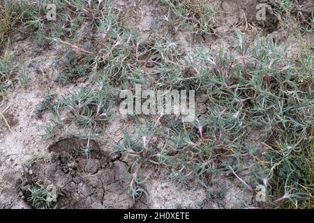 Petrosimonia brachiata, Chenopodiaceae. Piante selvatiche sparate in estate. Foto Stock
