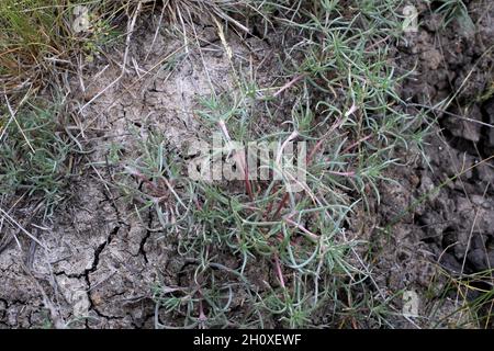 Petrosimonia brachiata, Chenopodiaceae. Piante selvatiche sparate in estate. Foto Stock