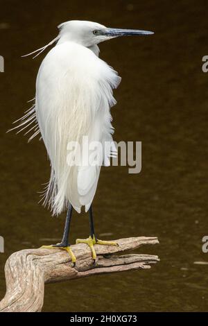 Little Egret (Egretta garzetta), Soutvlei, Port Alfred, Sudafrica, 15 ottobre 2017. Foto Stock