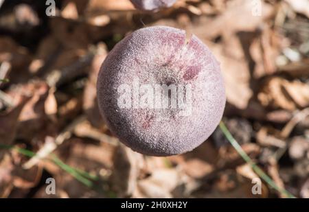 Amethyst deceiver (Laccaria amethystina) Foto Stock