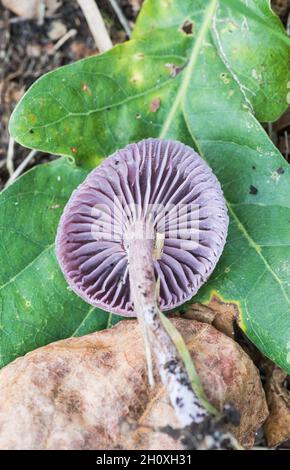 Amethyst deceiver (Laccaria amethystina) Foto Stock