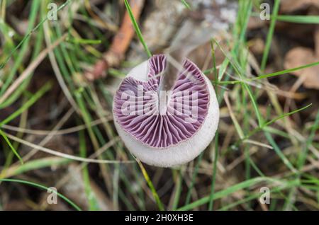 Amethyst deceiver (Laccaria amethystina) Foto Stock