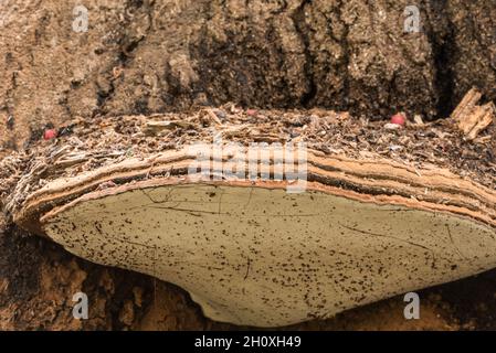 Un Ganoderma, fungo della staffa Foto Stock