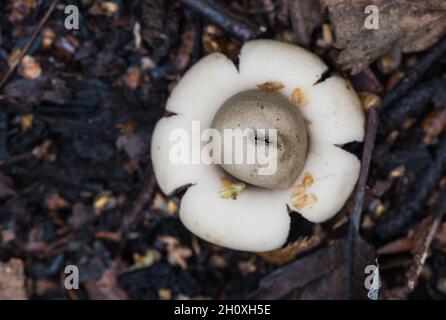 Funghi - un Earthstar (Geastrum sp) Foto Stock