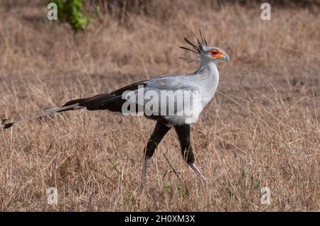 Ritratto di un uccello segretario, Sagittario serpentarius, a piedi. Masai Mara National Reserve, Kenya. Foto Stock