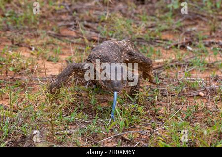 Un monitor di roccia, Varanus albigularis, che scola fuori la sua lingua blu mentre cammina. Parco Nazionale di Samburu, Kenya. Foto Stock