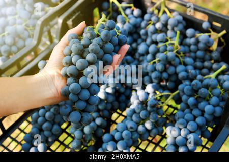 Da sopra di raccolto irriconoscibile giardiniere femmina raccogliendo fresco maturo di uve biologiche con ramoscelli verdi e mettendo in nero contenitore di plastica i Foto Stock