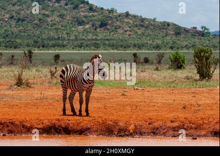 Zebra di a Grant, Equus burchellii boehmi, che si avvicina a un buco d'acqua. Tsavo East National Park, Kenya. Foto Stock