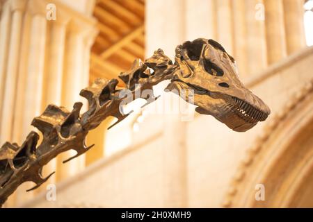 Testa e collo superiore o vertebre cervicali. "Dippy". Diplodocus carnegie, sauropode, dinosauro, rivelando denti simili a pettine, dentizione, abilitando l'anima Foto Stock