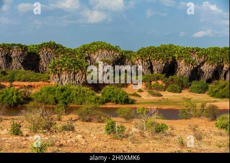 Doum palme, Hyphaene coriacea, lungo il fiume Galana. Fiume Galana, Parco Nazionale Tsavo Est, Kenya. Foto Stock