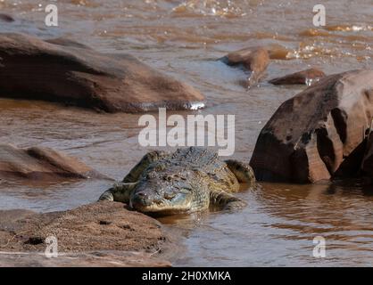 Un coccodrillo del Nilo, Crocodylus niloticus, che riposa su una riva del fiume. Fiume Galana, Parco Nazionale Tsavo Est, Kenya. Foto Stock