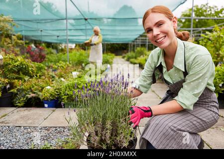 Giovane fiorista in formazione con pianta di lavanda in serra in centro giardino Foto Stock